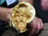 Inside of fruit that was being eaten by the Spider Monkey