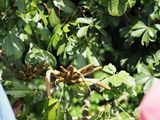Pachira Aquatica bloom