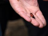 Blue Jeans poison dart frog