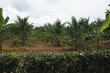 African Palm Tree farm