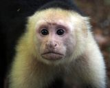 White-faced Capuchin