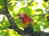 One of the two macaws on the tree