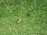 Great Kiskadee or social flycatcher with another unidentified bird