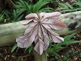 A leaf of the rain forest
