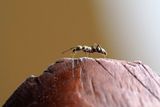 The ant