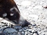 A Coatimundi