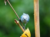 A blue grey tanager