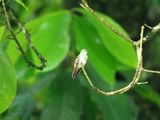 Hummingbird on a tree