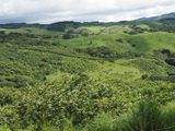 On the way to Monteverde