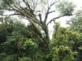 In the cloud forest