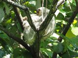 A two toed sloth, I believe