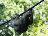 A sloth that crossed the road