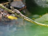 Casquehead Iguana, I believe
