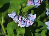 Bluebell past their prime
