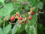 Wild raspberries