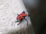 Spotted Lanternfly nymph