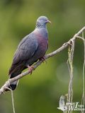 Trocaz Pigeon