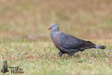 Adult Trocaz Pigeon