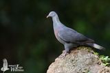Adult Trocaz Pigeon