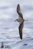 Zinos Petrel
