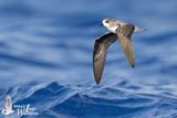 Zinos Petrel