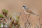 Adult Spectacled Warbler (ssp. orbitalis)