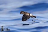 Adult Wilsons Storm Petrel