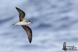 Desertas Petrel