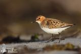 Adult Little Stint in breeding plumage