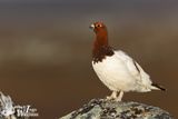 Willow Ptarmigan