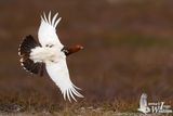 Willow Ptarmigan