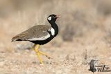 Adult male Northern Black Korhaan (ssp. afraoides)