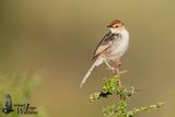 Adult Levaillants Cisticola (ssp. elegans)