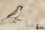 Adult male Great Sparrow (ssp. motitensis)