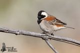 Adult male Cape Sparrow