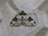Svartflcksfltmtare   Xanthorhoe fluctuata 