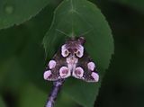 Flckig hallonspinnare  Thyatira batis