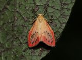 Rosenvinge   Miltochrista miniata