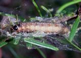 3638 - Choristoneura fumiferana; Spruce Budworm