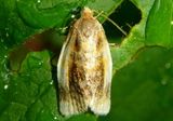 3686 - Clepsis melaleucana; Black-patched Clepsis Moth