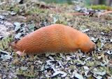 Arion subfuscus; Western Dusky Slug; exotic