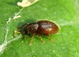Barypeithes pellucidus; Hairy Spider Weevil; exotic