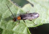 Malthodes Soldier Beetle species