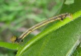 6594 - Cleora sublunaria; Double-lined Gray caterpillar