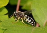 Bembix Sand Wasp species