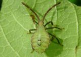 Piezogaster Leaf-footed Bug species nymph