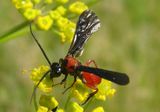 Cardiochilinae Braconid Wasp species