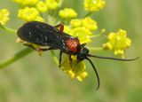 Cardiochilinae Braconid Wasp species