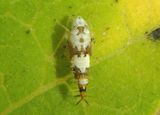 Scaphoideus titanus; Vine Leafhopper nymph