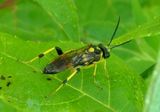 Macrophya Common Sawfly species